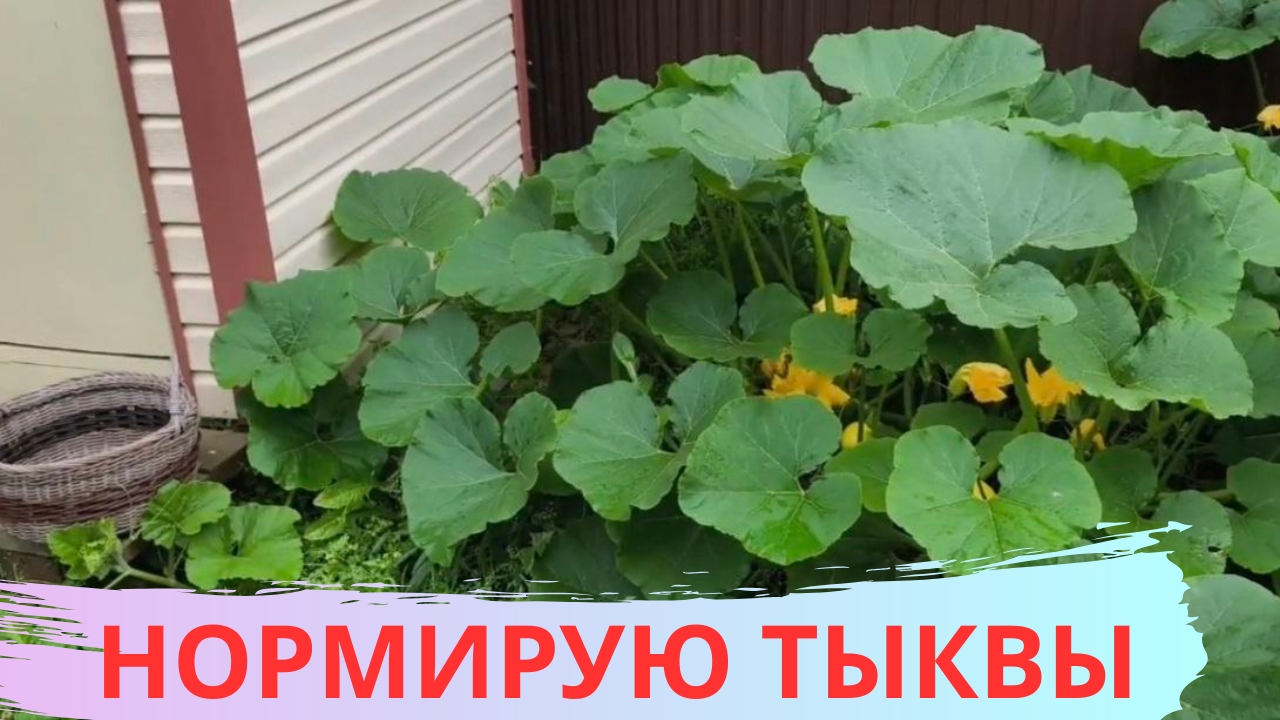 КАК ПРОНОРМИРОВАТЬ ТЫКВУ смотреть онлайн