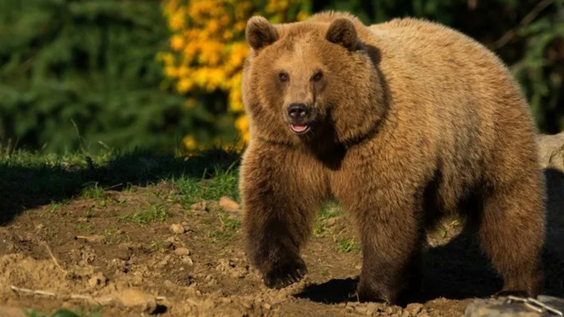 Бурый медведь удивительные факты смотреть онлайн