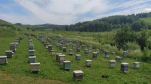 Наша Пасека!