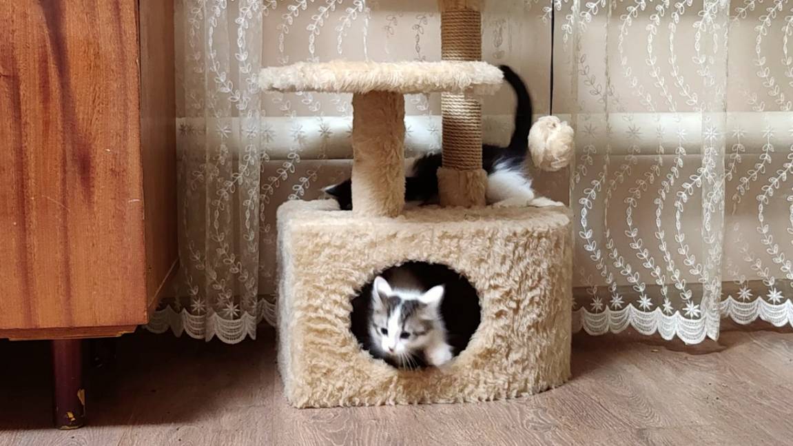 Котята играют в кошачьем домике 3. смотреть онлайн