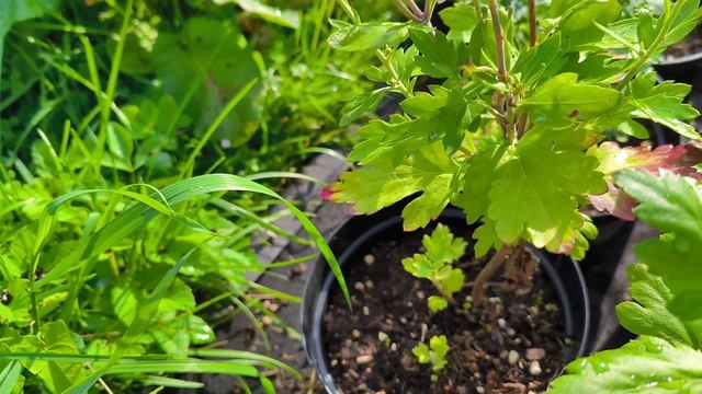 Обзор саженцев хризантемы на продажу. смотреть онлайн