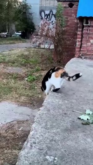 Не спать, пёс!