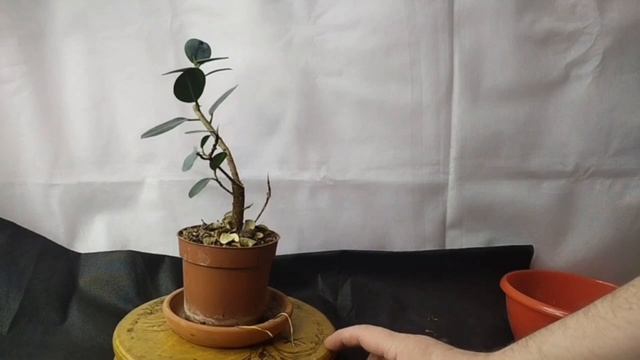 √1,2,3 фикус 129 панда