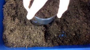 Лимонник китайский выращивание из семян от и до. | Часть 3 Проросли семена, сажаю.