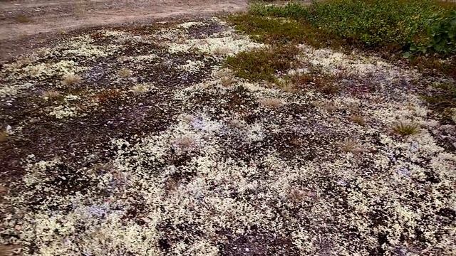 Поход за грибами с внучкой смотреть онлайн