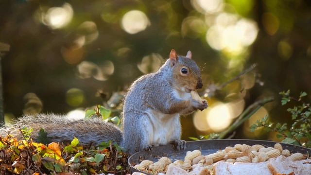 Забавные белки в лесу | Прикольные моменты с белками под красивую музыку смотреть онлайн