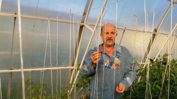 Презентация Деликатесного Перца Джимми Нарделло - Jimmy Nardello Pepper
Семена здесь pomidom.ru
