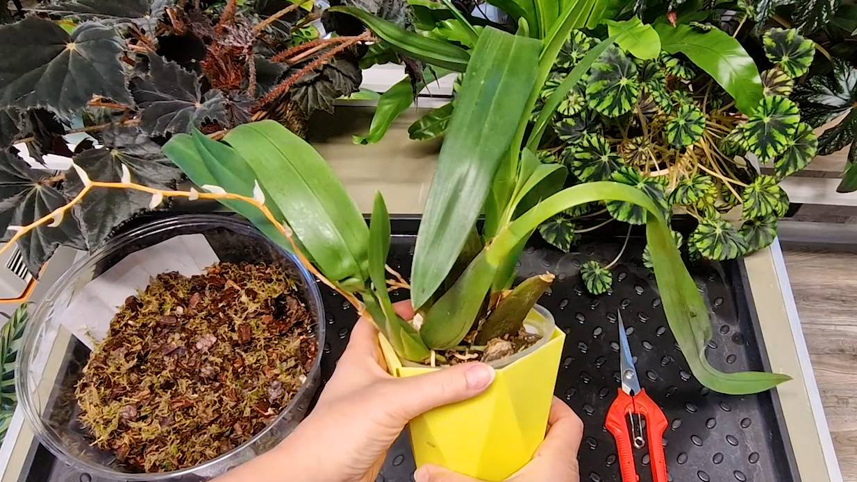 БРАССИЯ. Как разделить и пересадить орхидею. На примере Брассии Мистик Мейз. #BrassiaMysticMaze смотреть онлайн