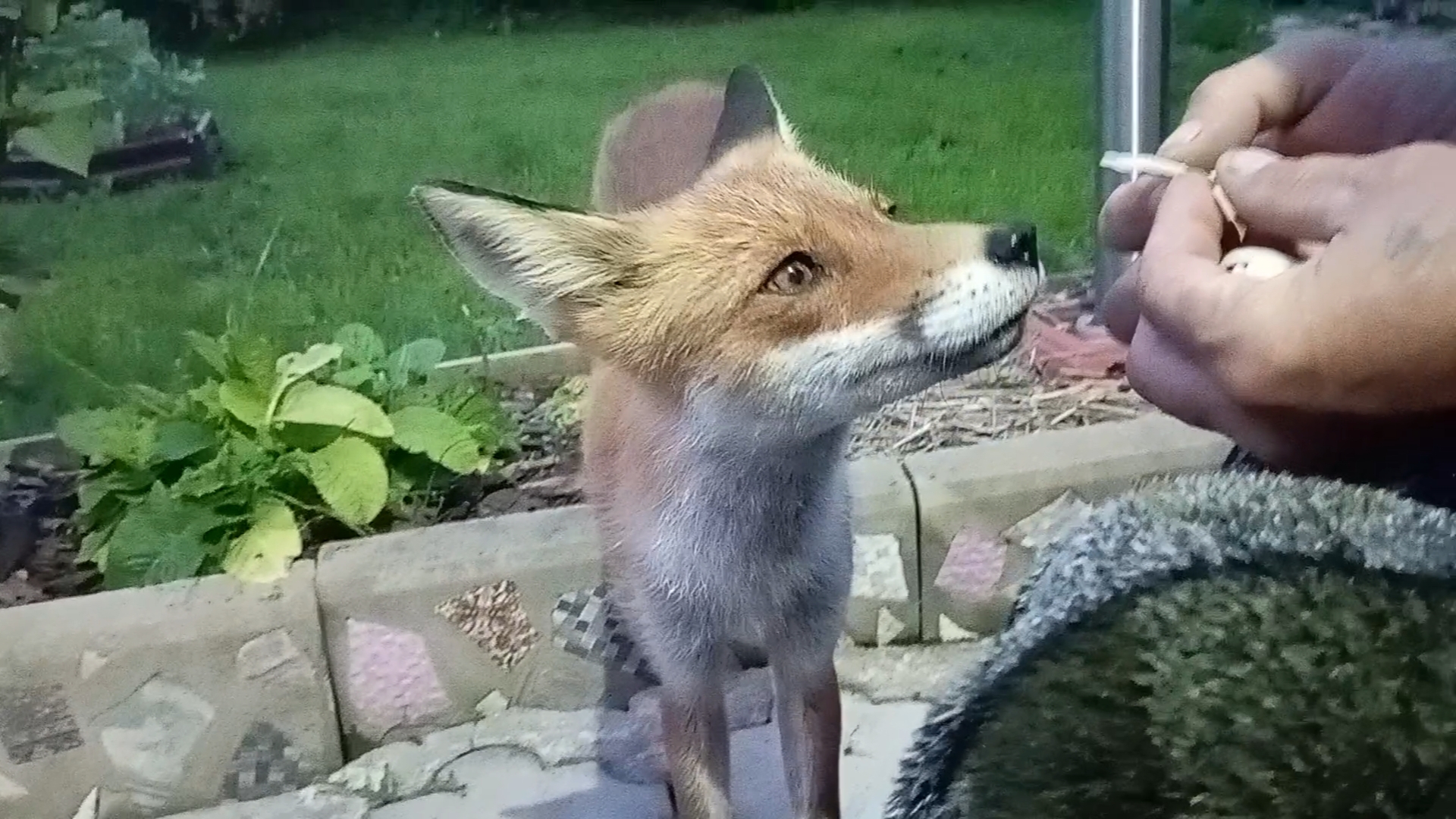 (1077) Лиса приходит в гости. Июль 2025. Построили веранду смотреть онлайн