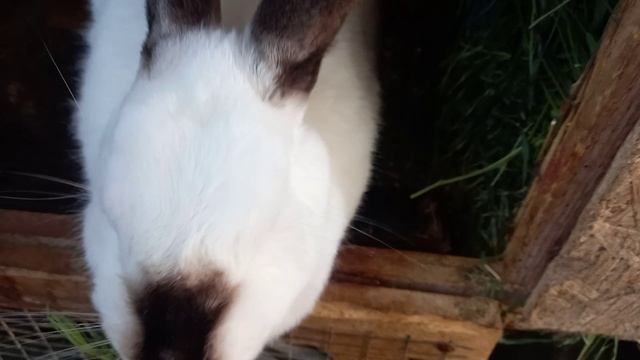Завтрак. Вика важничает. 🐇 смотреть онлайн