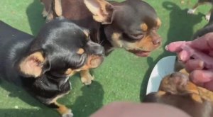 Сегодня на колбаску прямо напали.