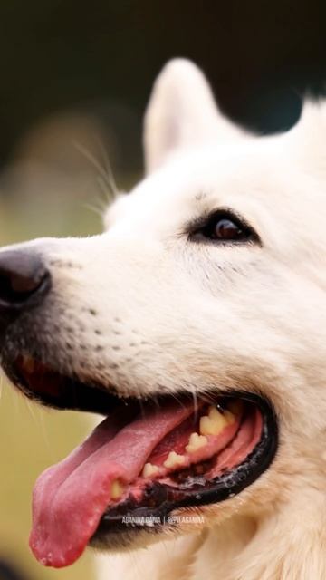 КАЛАШНИКОВ ИЗББ