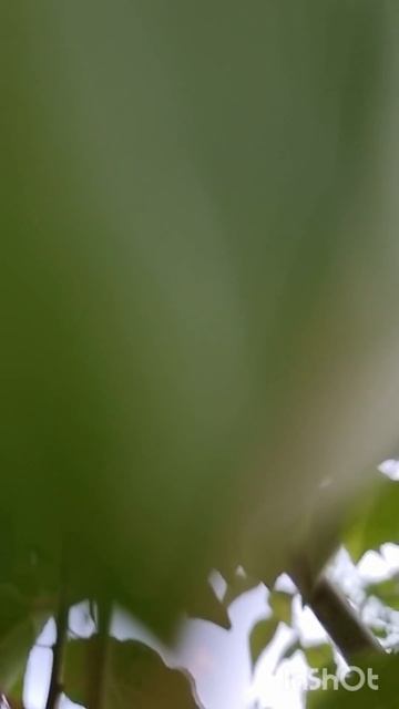 Ботанический сад, г. Самара