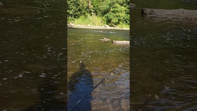 Вечерняя рыбалка на голавля! Река-Большая Сатка.