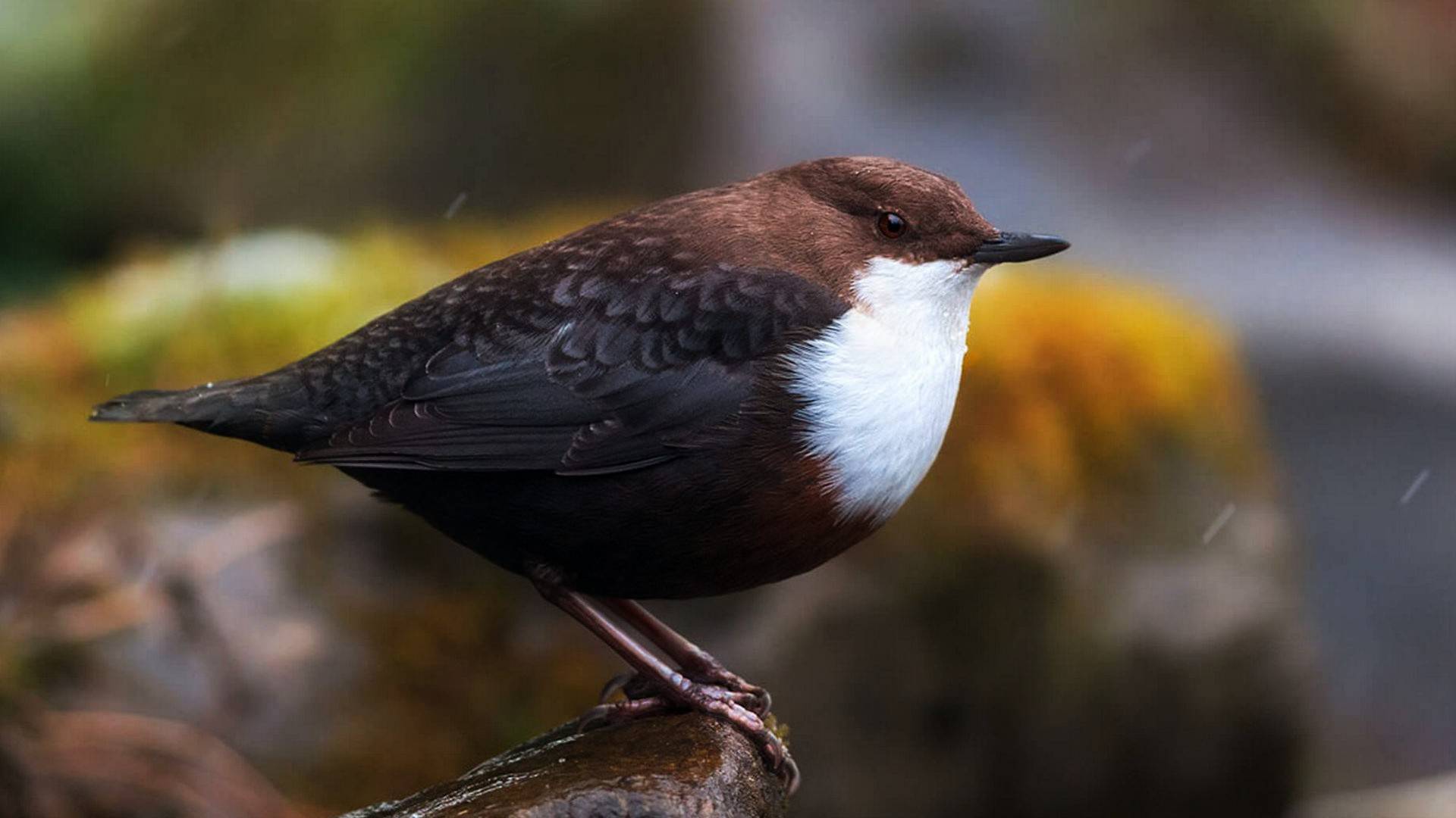 Пение птиц. Птицы. Природа. Пение птицы Оляпка для гармонии смотреть онлайн