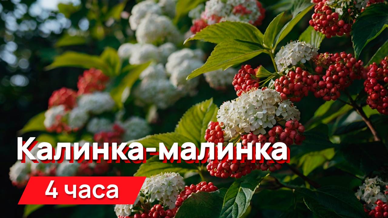 Звуки для соседей - калинка-малинка (ВНИМАНИЕ! Громко) смотреть онлайн
