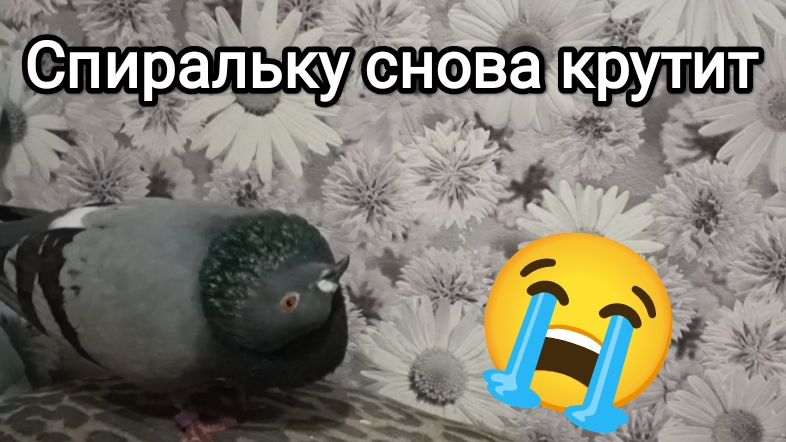 28-07-2025. Красотка дерётся с гостями, а Спиральку опять начало крутить.