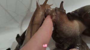 убираюсь у улиток 🧼🧽