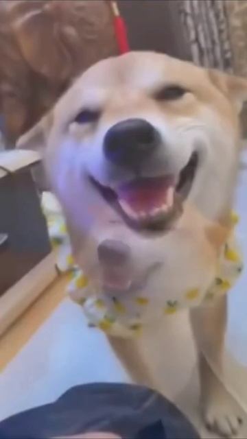 Улыбаемсч смотреть онлайн