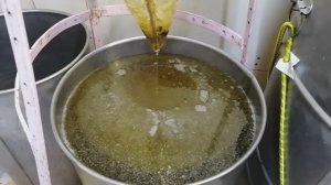 Откачка мёда нового пчеловодного сезона