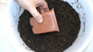 Кирказон. Выращивание из семян