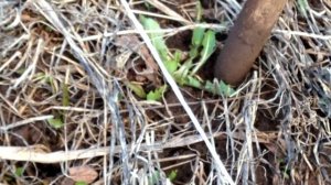 #5 Высаживаю рассаду лука Аилса Грейг(Ailsa Craig) и Эксибишен и других луков в некопанную почву.