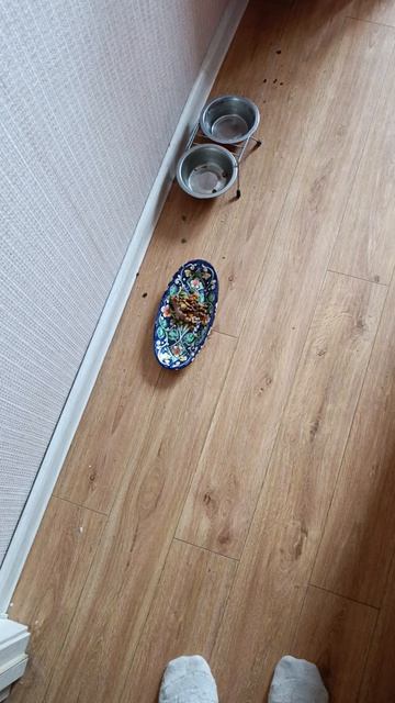 Из какой тарелки кормить кота. смотреть онлайн