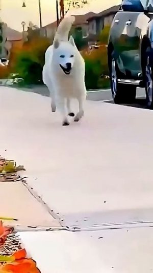 Смешные Кошки и Собаки! 😂😂😂