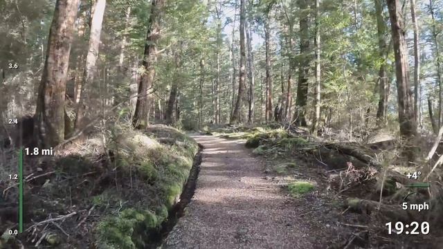 Virtual Running Videos Treadmill Workout Scenery Sunny Morning Kepler Track Forest