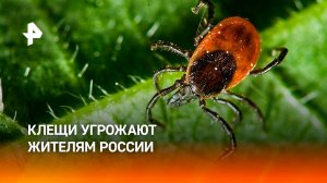 Клещи в центральной части РФ стали переносчиками нового опасного вируса