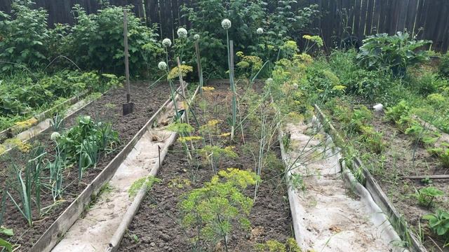 Как получить собственные семена лука. Получить здоровый урожай. смотреть онлайн