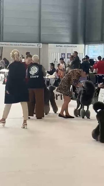European Dog Show 2025. ATAMI MARSHAL- юный ЧЕМПИОН ЕВРОПЫ-2025г!
