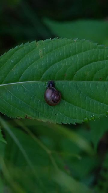 Лето в деталях