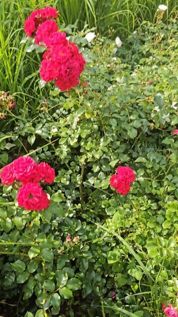 Москва - Парк Победы