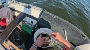 Ловля сома на квок!!!Первый опыт!!! Рыбалка на Волгоградском водохранилище!!!