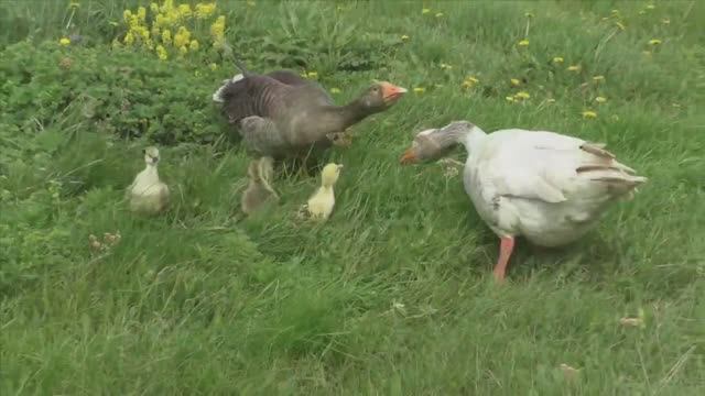 Вот такие гуси жили у бабуси смотреть онлайн