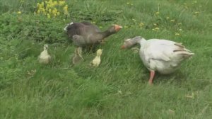 Вот такие гуси жили у бабуси