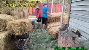 Мульчирование виноградника соломой!!!