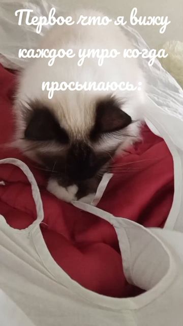 А что, реально