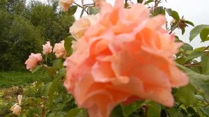 Роза на штамбе Текила и Brautzauber  начало августа 2019