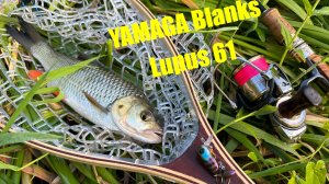 Голавль на рассвете | Рыбалка на незнакомой реке с YAMAGA Blanks Lupus 61