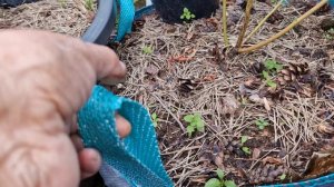 Что происходит с пересаженными вне времени саженцами голубики.