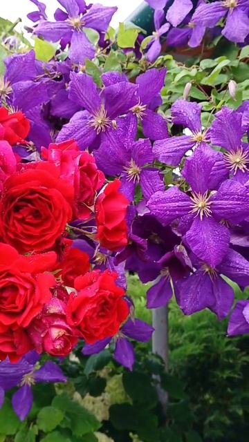 Краски лета. 26.07.2025 смотреть онлайн