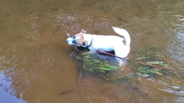 Речная прогулка.mp4 смотреть онлайн