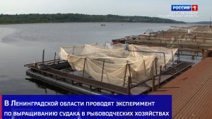 В Ленинградской области проводят эксперимент по выращиванию судака в рыбоводческих хозяйствах