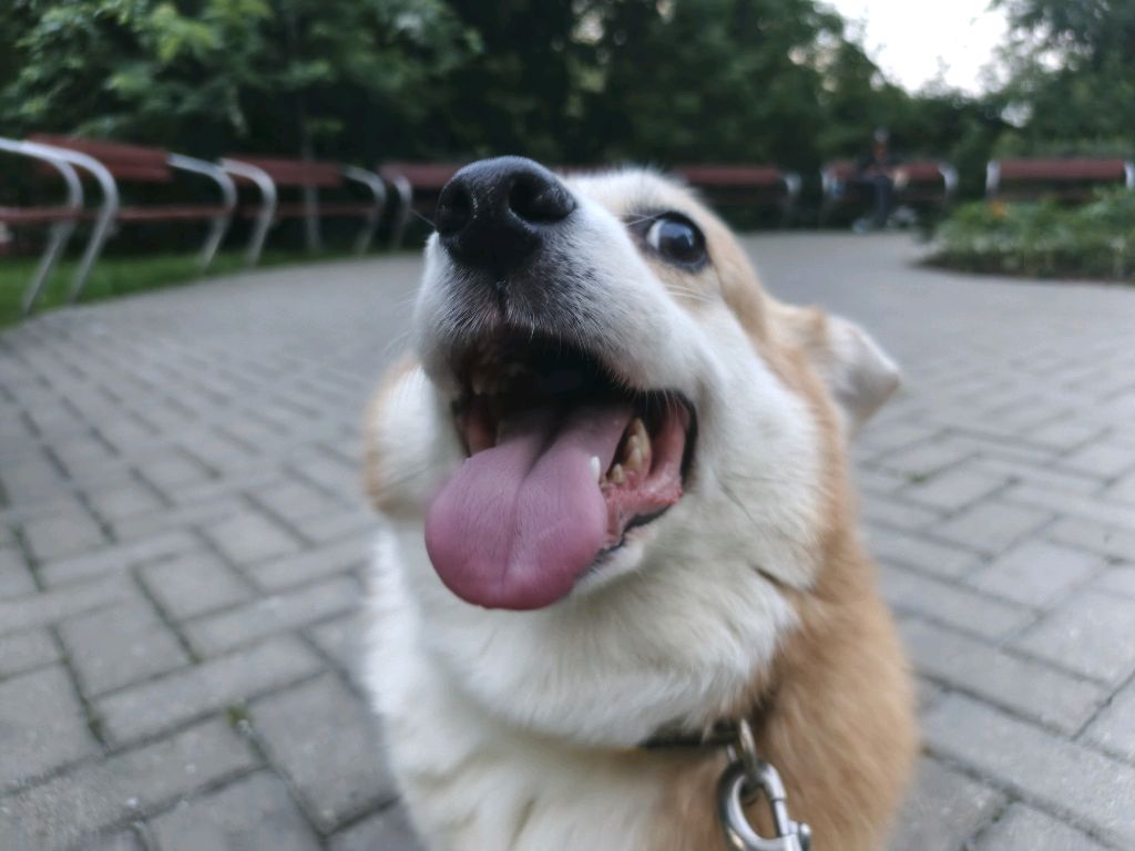 трансляция кисы но сказочная