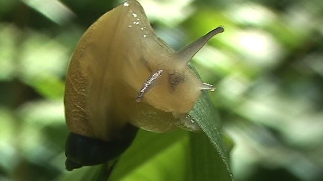 Улитка. "Торжество Вечности"