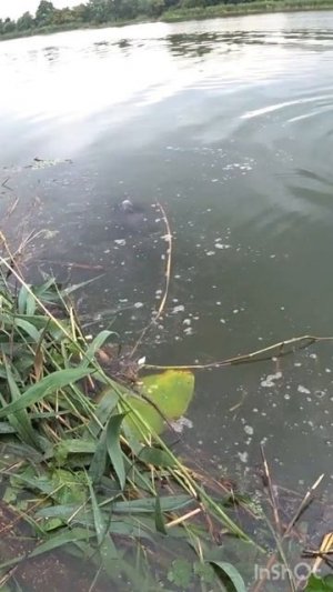 Поклевка белого амура