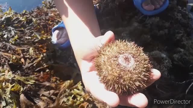 Пригородное / поиск морских ежей / Сахалин / 26 июля