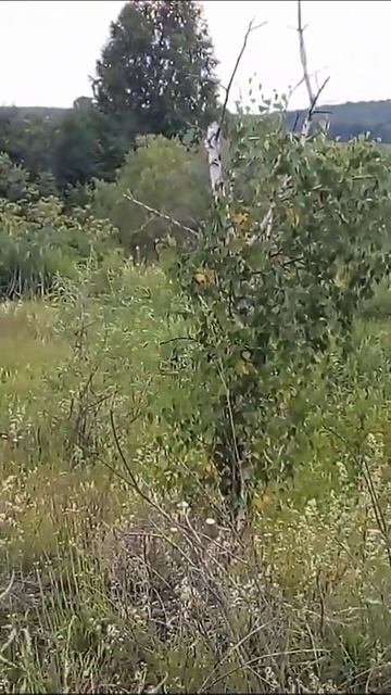 Walk. Last Days Of June. Small Lake. #forest Lake #guselnikovo #june Day